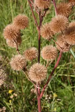 Mature fruiting heads
