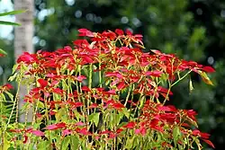 Green stalks with green leaves, shooting straight up. Not more than a few feet tall, with clusters of red leaves at their tips