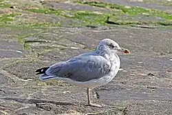 Almost-adult (non-breeding plumage), Portugal