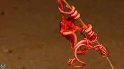 A euryalid brittlestar climbing on an octocoral outside Indonesia