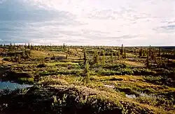 Landscape in an arctic setting with small trees and shrubs and ponds, at sunset
