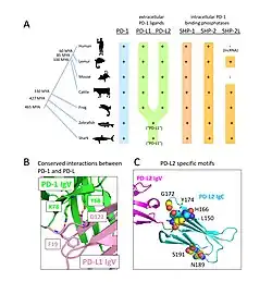 This figure represents the findings in Kondo et al., 2025, Front Immunol 16:1573492, doi: 10.3389/fimmu.2025.1573492. (A) Presence of PD-1, its ligands PD-L1 and PD-L2, and the phosphatases SHP-1, SHP-2, and SHP-2-like (SHP-2L) in representative jawed vertebrates, including sharks, ray-finned fish, amphibians, and mammals. In fish, the ancestral version of PD-L1/PD-L2 is referred to as “PD-L1.” (B) Conserved molecular interactions between PD-1 and PD-L1 (PDB accession 4ZQK): Human PD-1 residues Y68 and K78 form hydrogen bonds with PD-L1 residues F19 and D122, interactions that are conserved across species and also apply to PD-L2. (C) Unique residues in the PD-L2 IgC domain (carbon atoms in yellow) distinguish it from PD-L1 (PDB accession 3BP5). Notably, residues N189 and S191 form an N-glycosylation site, and residue L150, together with aromatic residues at positions 166 and 174, forms a unique surface structure with currently unknown function.