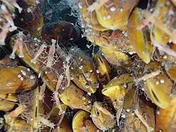 Image 13Hydrothermal vent mussels and shrimps (from Animal)