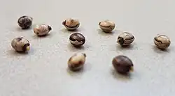 Extatosoma tiaratum eggs, mimicking ant-dispersed (myrmecochoric) plant seeds; ants bring these to their nests, eating the projecting mimic oil body, leaving the eggs viable.