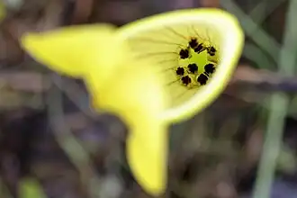Adults inside a Sarracenia pitcher