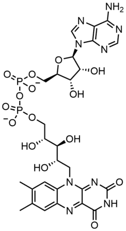 FAD, a dinucleotide enzymatic cofactor in which one of the ribose sugars adopts a linear configuration rather than a ring.