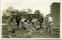 Fred C Palmer World War 1 horses