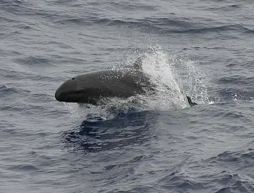 False killer whale, near threatened