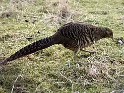 Golden Pheasant female