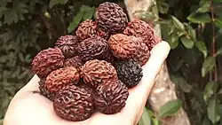 Handful of rudraksha stones