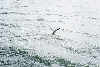Feathers in Flight; Birds Flock Behind Our Boat, Seizing Opportunities on Kazinga Channel.