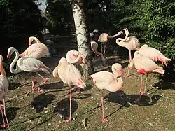 Greater flamingos