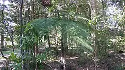 Tree fern, 2015