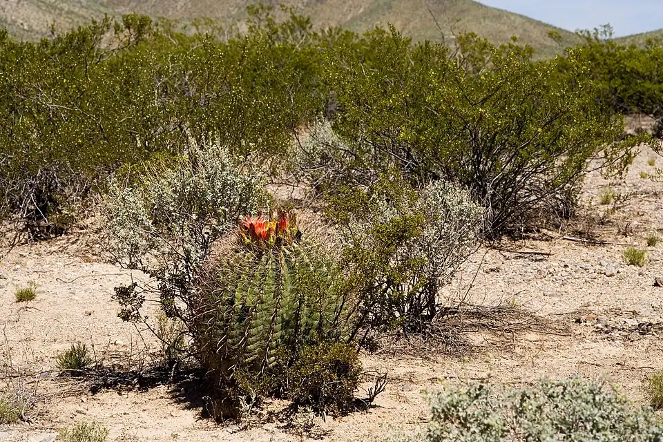 Ferocactus wislizenii, growing in habitat in Hidalgo County, New Mexico