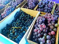 Examples of grape varieties on display at the Festa da Uva
