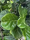 Ficus lyrata leaves are lyrate, meaning that they resemble a lyre.