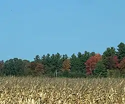 Field and trees in the autumn in Frankenmuth