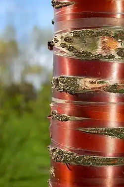 Tibetan cherry (P. serrula)