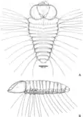 First-instar larva
