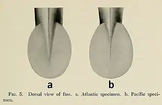#149 (18/2/1961) and #164 (17/12/1963), Dorsal view of the fins of the same two juvenile giant squid specimens (Roper & Young, 1972:213, fig. 5)