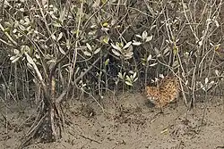 A fishing cat in the Sundarbans. The image also shows a mangrove swamp with short trees