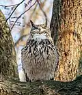 Eurasian eagle-owl hooting while perched in a tree