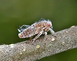 Nymph