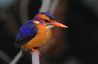 Image 5African pygmy kingfisher, showing coloration shared by all adults of that species to a high degree of fidelity. (from Speciation)