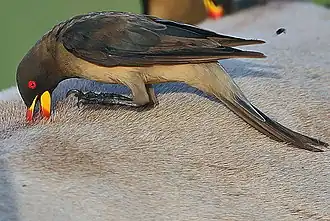 Yellow-billed Oxpecker