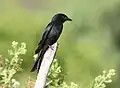 A drongo at Sabaka River