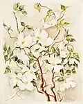 Flowering Dogwood by Caroline Harrison, c. 1889-1892