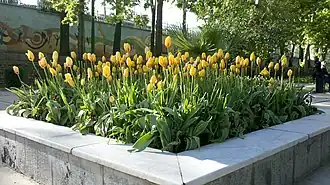 Yellow tulips at Mellat Park