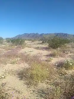 White lilies and purple verbena in the foreground on sandy dunes with desert landscape in the background.