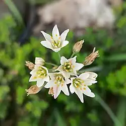 Flowers of Nothoscordum bivalve (Family: Amaryllidaceae). Crowpoison or false garlic.