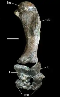 Cross-section of the tail muscles