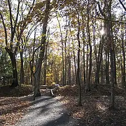 Thumbnail image of Civil War trenches in Fort Mill Ridge WMA