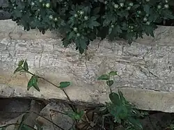 Calcite petrified wood inside a stone fence post