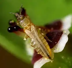 A close up photo of an elongated, yellow insect with folded wings on top of a flower stem