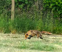 Red fox, Tempelhofer Feld