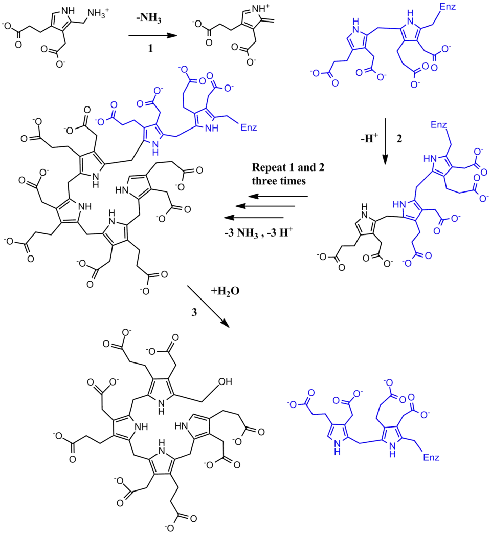 Full PBG Deaminase Mechanism
