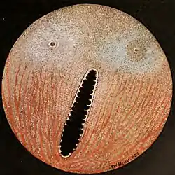 Heliaëtus leucogaster