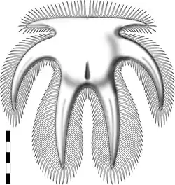Reconstruction of the head shield of Furca bohemica