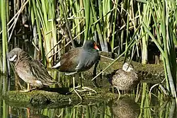 Wildlife at Santa Anna