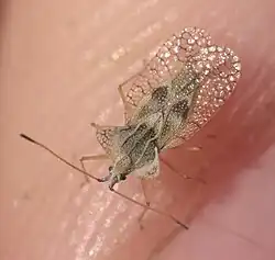 Gargaphia from Oklahoma