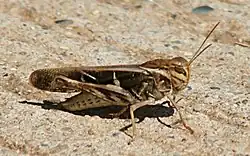 Gastrimargus musicus