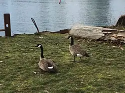 Geese on the north shore of Hinge Park