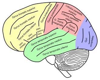 Lateral view of a human brain showing main gyri labeled.