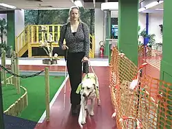 A blind woman learns to use her guide dog in a test environment with various obstacles