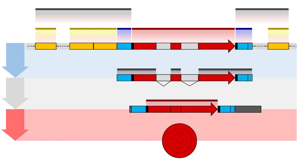 Eukaryote gene structure diagram