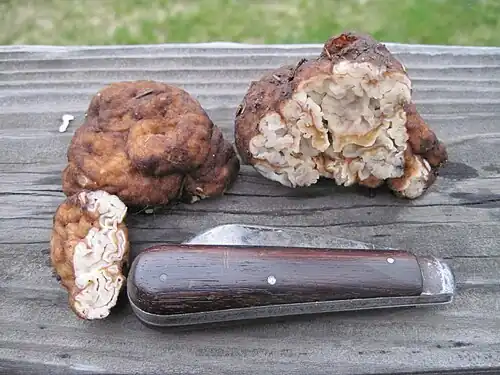 The outer surface is brown and felt-like.